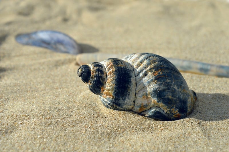 Sea Shell Decor